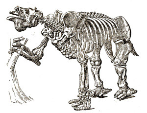 Скелет гигантского ленивца
