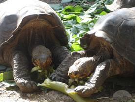 Большие галапагосские черепахи